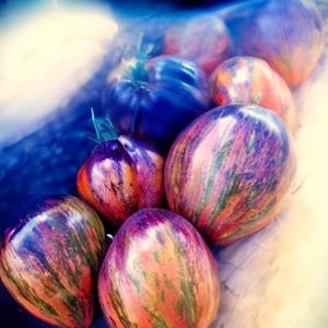 Rebel Starfighter Prime Tomato Seeds
