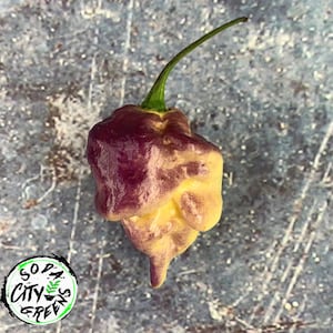 Snow White Moruga Pepper Seeds