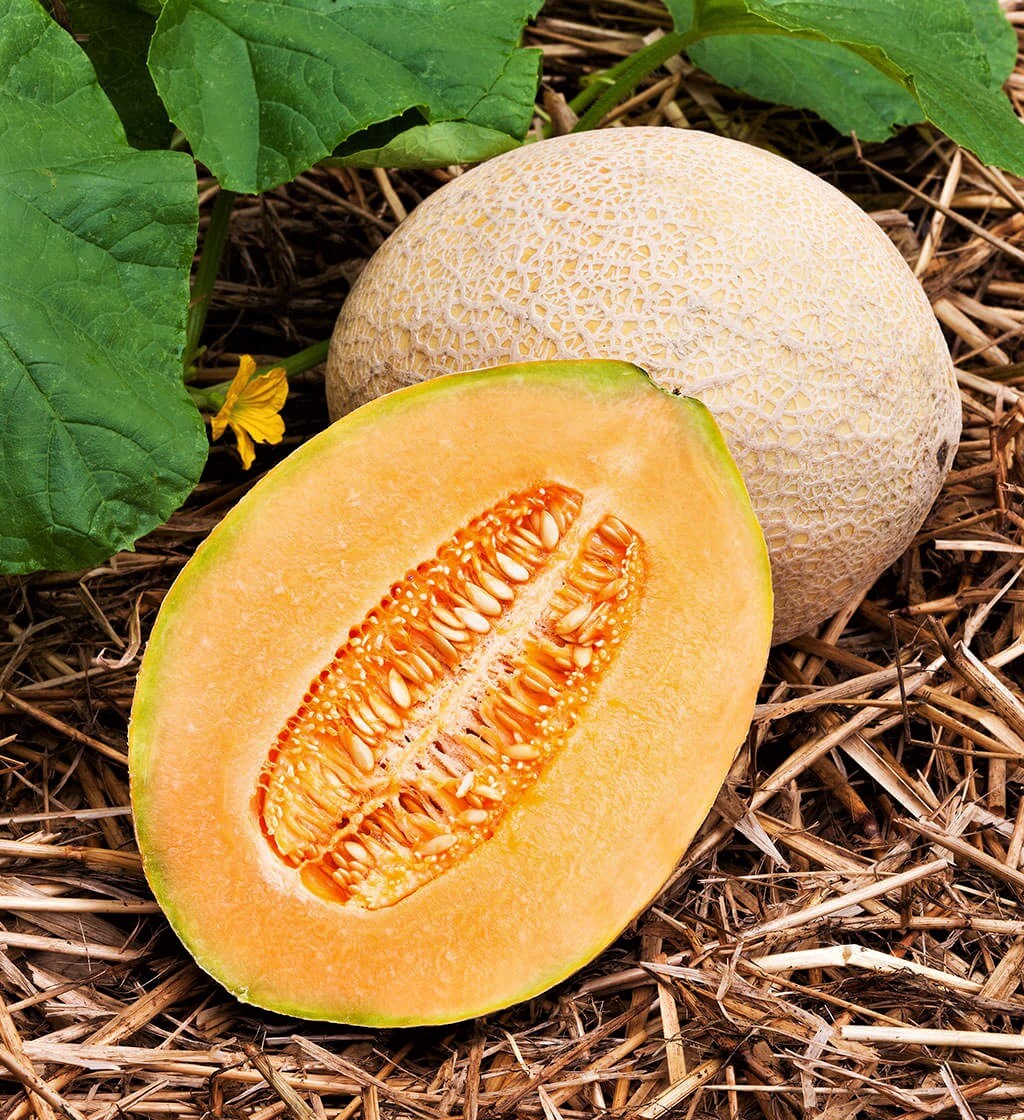 Seeds The Hale's Best Jumbo Cantaloupe Organic Heirloom Non-Gmo Melon 15 