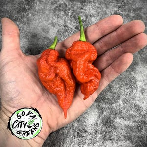 Könnte beinhalten: Zwei leuchtend orangefarbene, runzelige Carolina Reaper-Chilischoten mit grünen Stielen werden in einer Hand gehalten. Die Paprika haben eine leuchtend rot-orange Farbe. Ein kreisförmiges Logo mit dem Text "Soda City Green" befindet sich unten links.