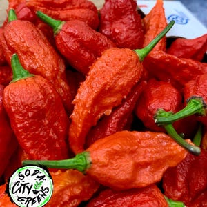 Purple Massacre Pepper Seeds