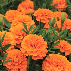 Marigold Petite Orange Flower Seeds