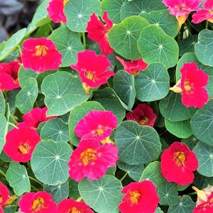 Kirsch-Rosen-Kapuzinerkresse Blumensamen