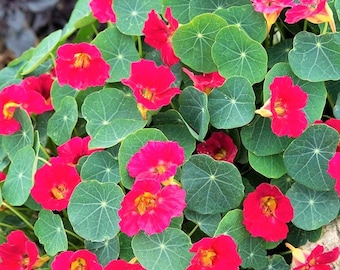 Peut inclure: Gros plan sur des fleurs de capucines rouge vif avec des centres jaunes, entourées de grandes feuilles vertes rondes. Les fleurs sont en pleine floraison, créant un affichage dense et coloré. Les feuilles ont des nervures proéminentes.