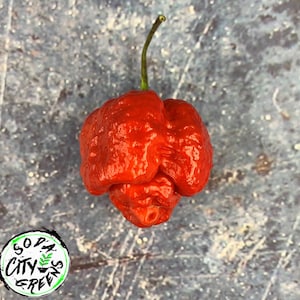 Red Moruga Scorpion Pepper Seeds