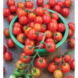100 graines de tomates cerises super douces