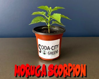Two Sweet Moruga Scorpion Pepper Live Plants