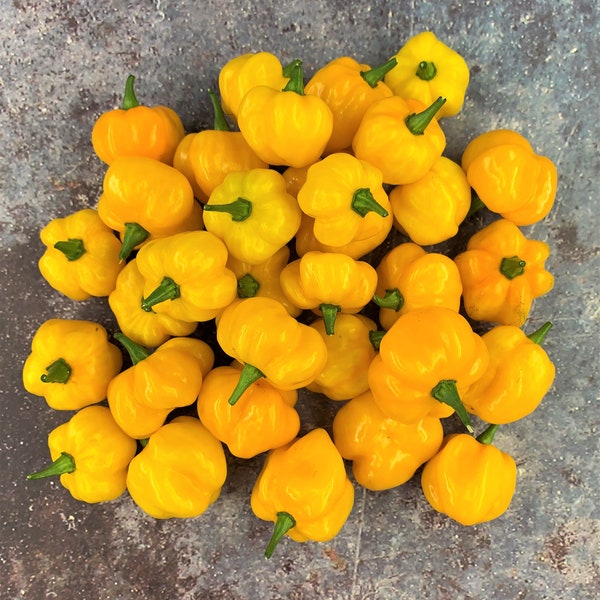 Scotch Bonnet (Yellow) Pepper Seeds 10+ SHIPS FREE!