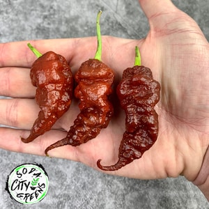 Gnarly Scorpion Hot Pepper Seeds