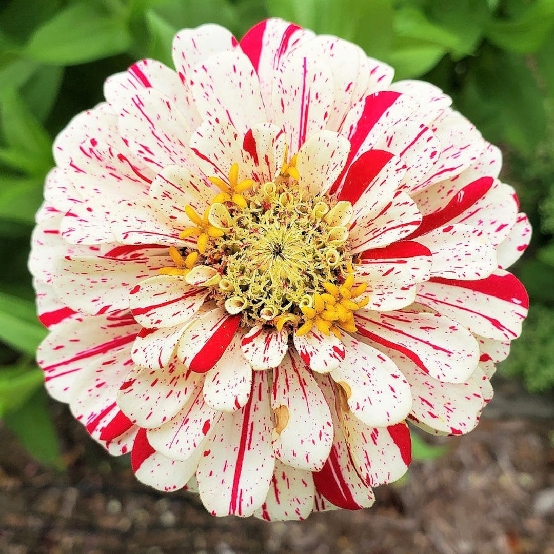 Candy Cane (peppermint Stick) Zinnia Flower Seeds - Etsy