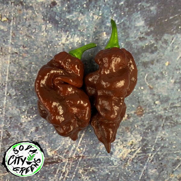 Chocolate Carboruga Hot Pepper Seeds 10+ SHIPS FREE!!