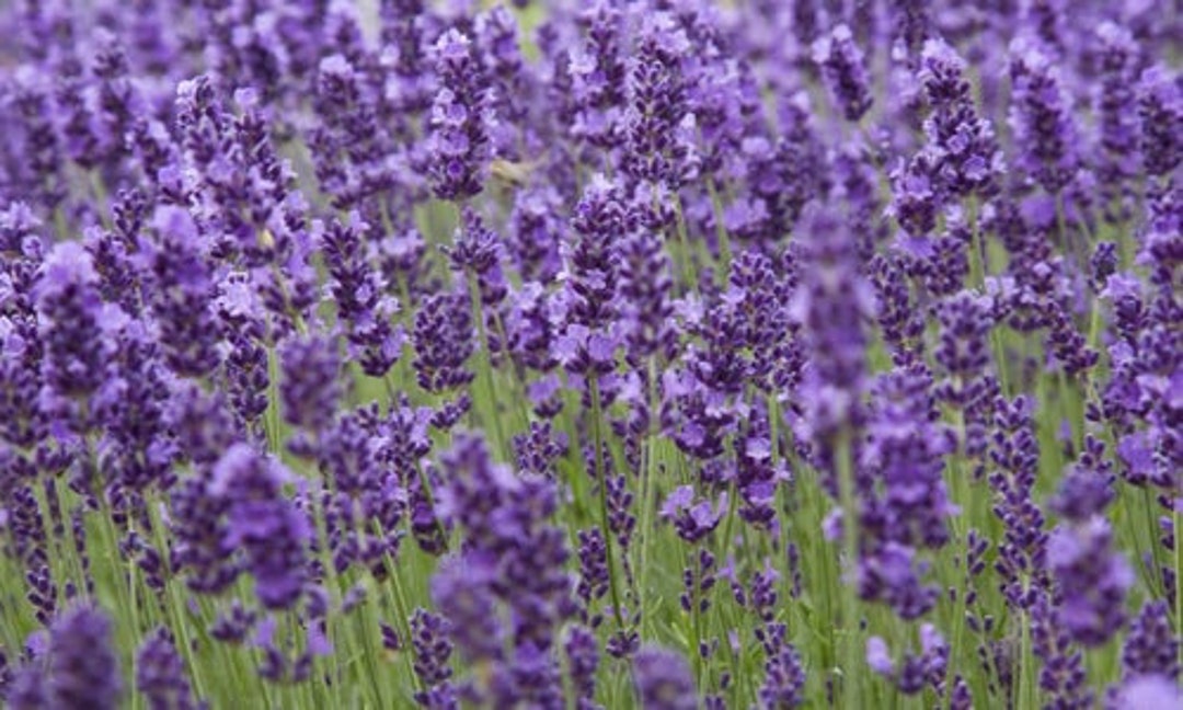 True Lavender Seeds 20 SHIPS FREE - Etsy