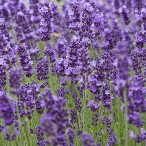 Lavender Heirloom Seeds