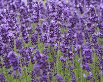 True Lavender Seeds 20+ SHIPS FREE!!