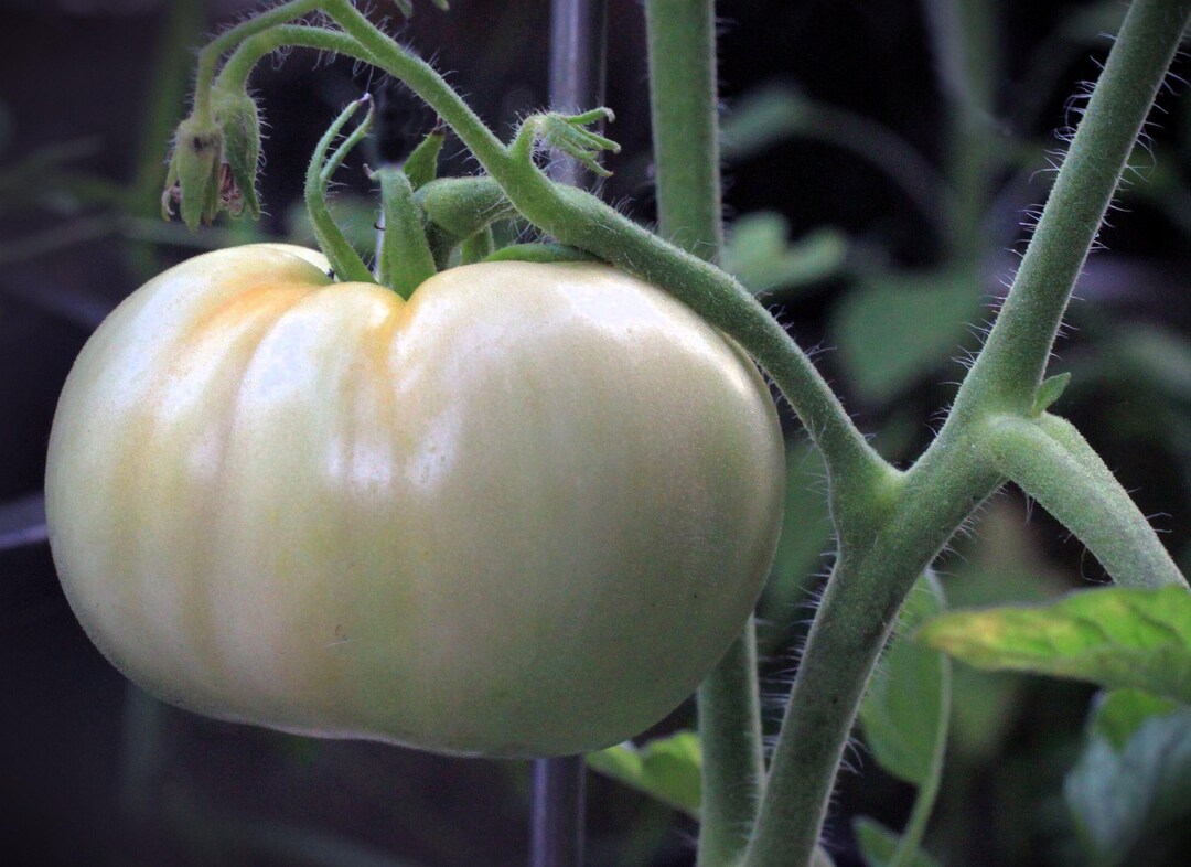 Great White Tomato Plants