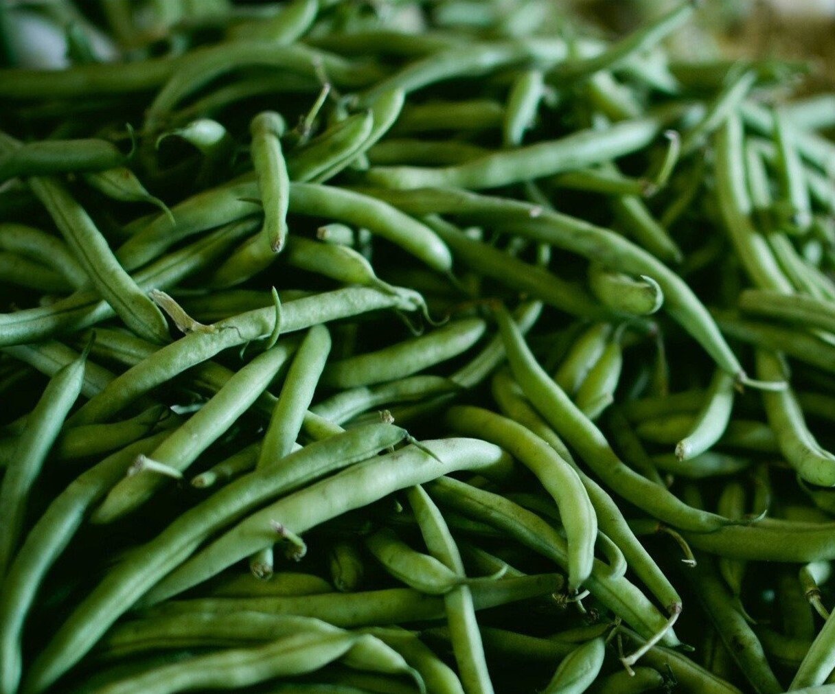 Beansページ Amazon.com : Romano Qing Bian Pole Bean Seeds 7 Grams (~15