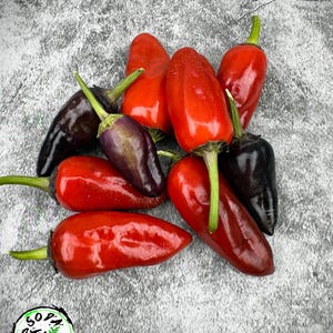 ブラックハンガリーペッパーシード