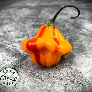 Tangerine Tiger Tropical Pepper Seeds
