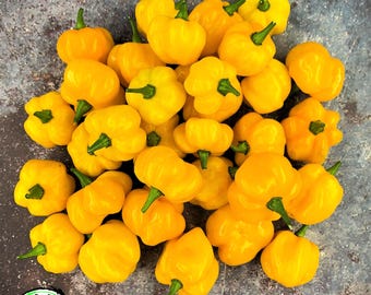 Scotch Bonnet (Yellow) Heirloom Pepper Seeds