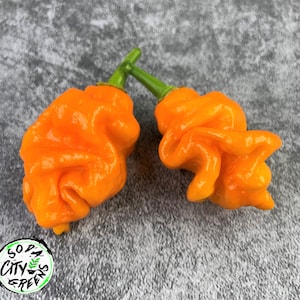 Orange Long-Tailed Scorpion Pepper Seeds