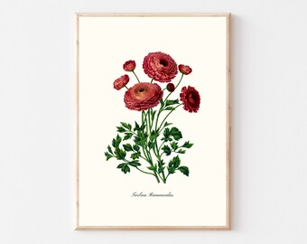 Vintage Ranunculus Instant Download Print | Nature Illustration | Grand Millennial Wall Decor | Vintage Flower Poster | Botanical Wall Art