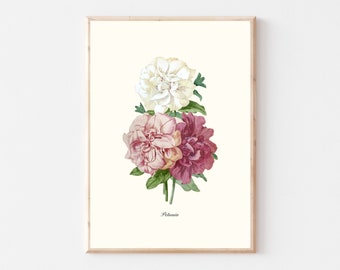 Vintage Petunia Print | Nature Illustration | Grand Millennial Poster | Vintage Botanical Flower Art | Plant Mom | Coastal Grandmother