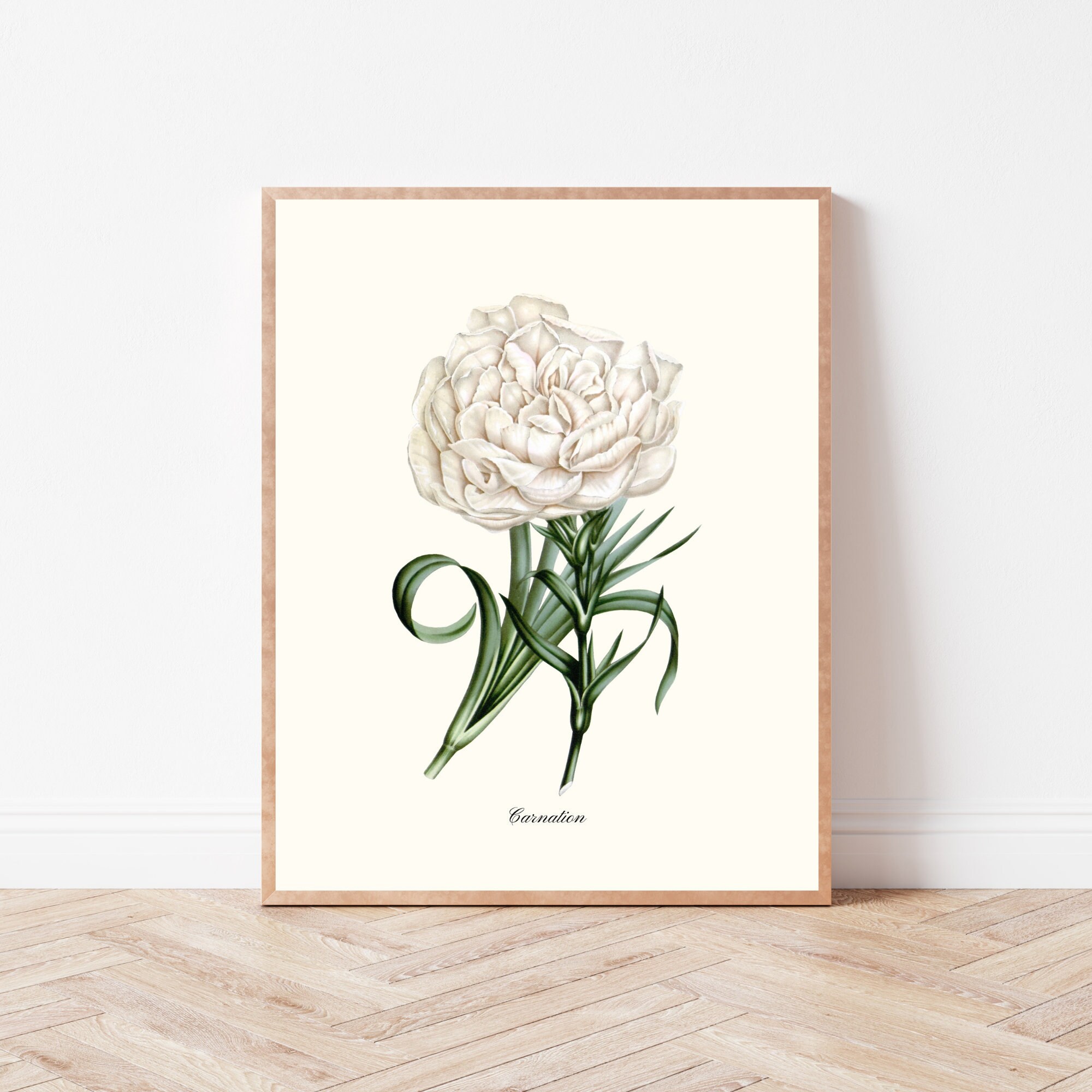 Witte Anjer Bloem Tekening De Anjer Bloem Kleurplaat Overzicht Schets