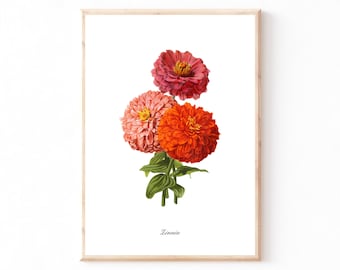 Vintage Zinnia Print | Instant Download | Grand Millennial Poster | Botanical Illustration | Summer Floral Garden | Vibrant Spring Art