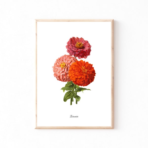 Vintage Zinnia Print | Instant Download | Grand Millennial Poster | Botanical Illustration | Summer Floral Garden | Vibrant Spring Art