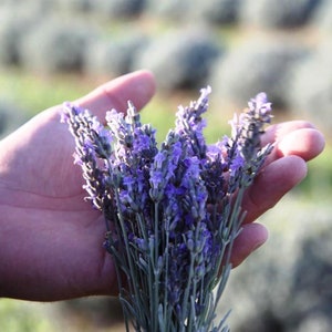 Lavendelsäckchen im 10er-Set aus der Uckermark Bild 7