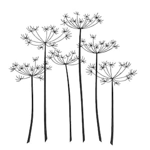 Könnte beinhalten: Eine Schwarzweiß-Zeichnung von sechs hohen, schlanken Pflanzen mit zarten, gefiederten Blütenköpfen.