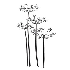 Könnte beinhalten: Eine Schwarz-Weiß-Zeichnung von vier zarten Blütenstielen mit mehreren kleinen Blütenköpfen.