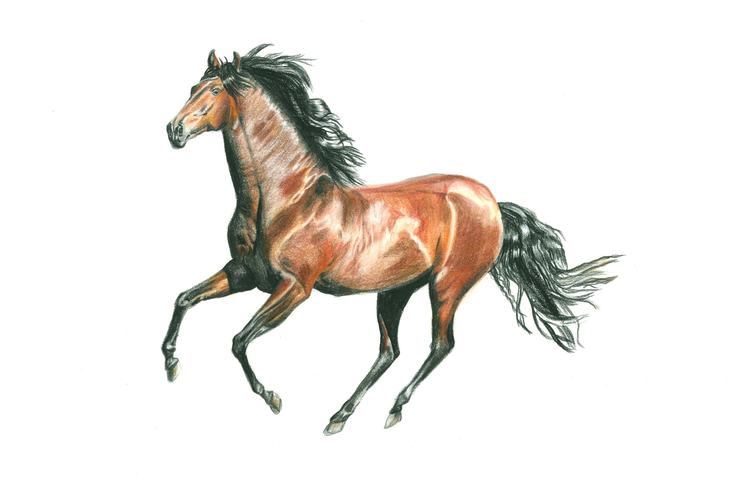 Kunstdruck von Zeichnung Pferd im Galopp | Etsy