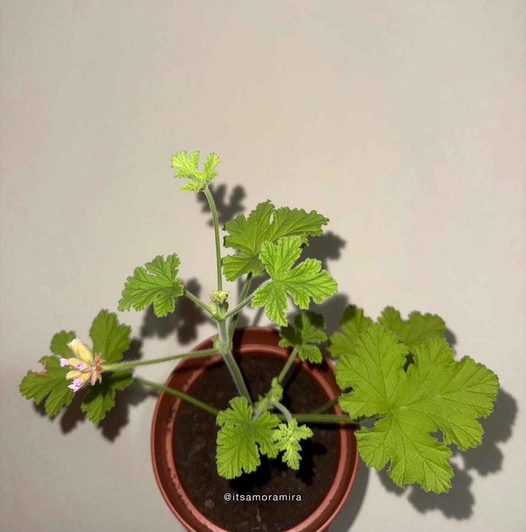 Arabic Geranium Rose Plant, Pelargonium 'attar of Rose' - Etsy