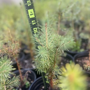 Puede incluir: Primer plano de pequeños árboles de hoja perenne en macetas negras. Una regla muestra la altura de los árboles, midiendo aproximadamente 25 a 36 cm. Los árboles tienen agujas verdes y están en un vivero.