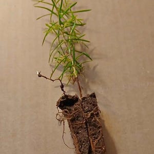 Plántulas de pino abeto Douglas listas para plantar