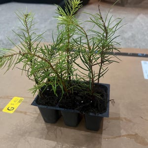 Plántulas de pino abeto Douglas - lote de 6