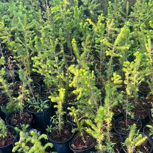 May include: A collection of young evergreen trees in black plastic pots. The trees have bright green needles and are densely packed together. The image is taken from a slightly elevated angle, showing the tops of the trees and their pots.
