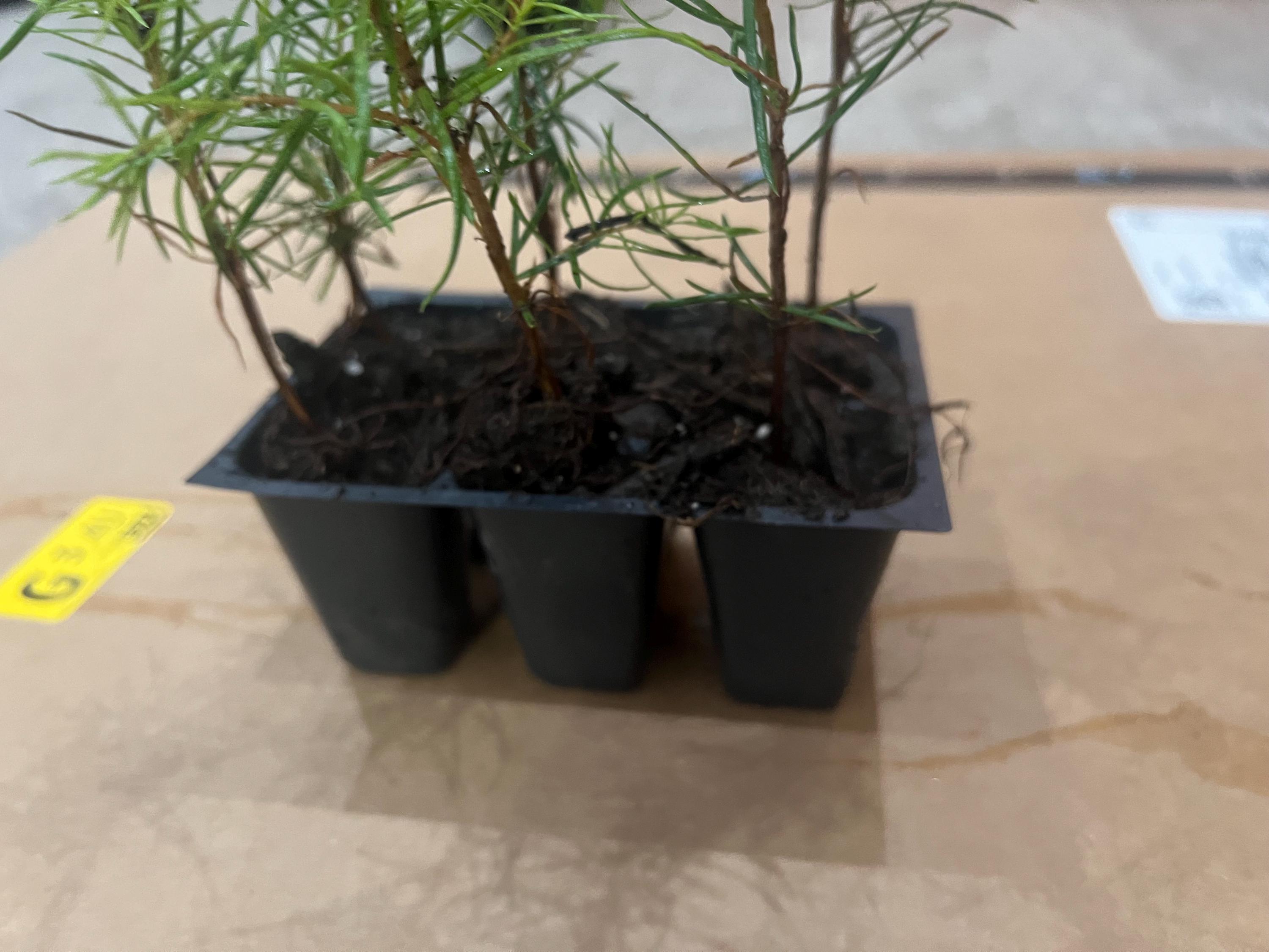 Tree Plug Container Douglas Fir Pine Tree Seedling Plugs - Ready to Plant - Etsy