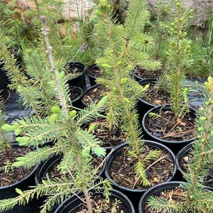 May include: A collection of young evergreen trees in black plastic pots. The trees have vibrant green needles and are surrounded by soil and small plants. The pots are arranged closely together, suggesting a nursery or garden setting.