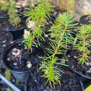 Könnte beinhalten: Eine Ansammlung junger Nadelbaumsetzlinge in einzelnen schwarzen Kunststofftöpfen. Jeder kleine Baum hat leuchtend grüne, nadelartige Blätter, die aus einem zentralen Stamm wachsen und in dunkler, feuchter Erde mit Rindenmulch stehen.
