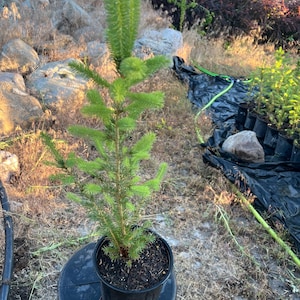 May include: A young evergreen conifer tree with vibrant light green needles and a central vertical stem, planted in a black plastic nursery pot filled with dark soil. The tree features dense, soft-looking foliage and a slender, upright growth habit.