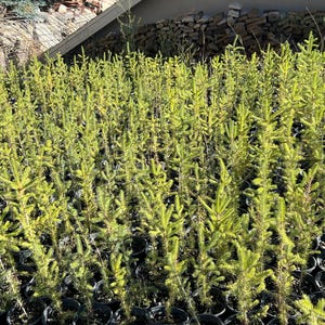 May include: A collection of young evergreen trees in black pots. The trees have vibrant green needles and are closely planted. The image is taken outside in natural light, with a building and a fence visible in the background.