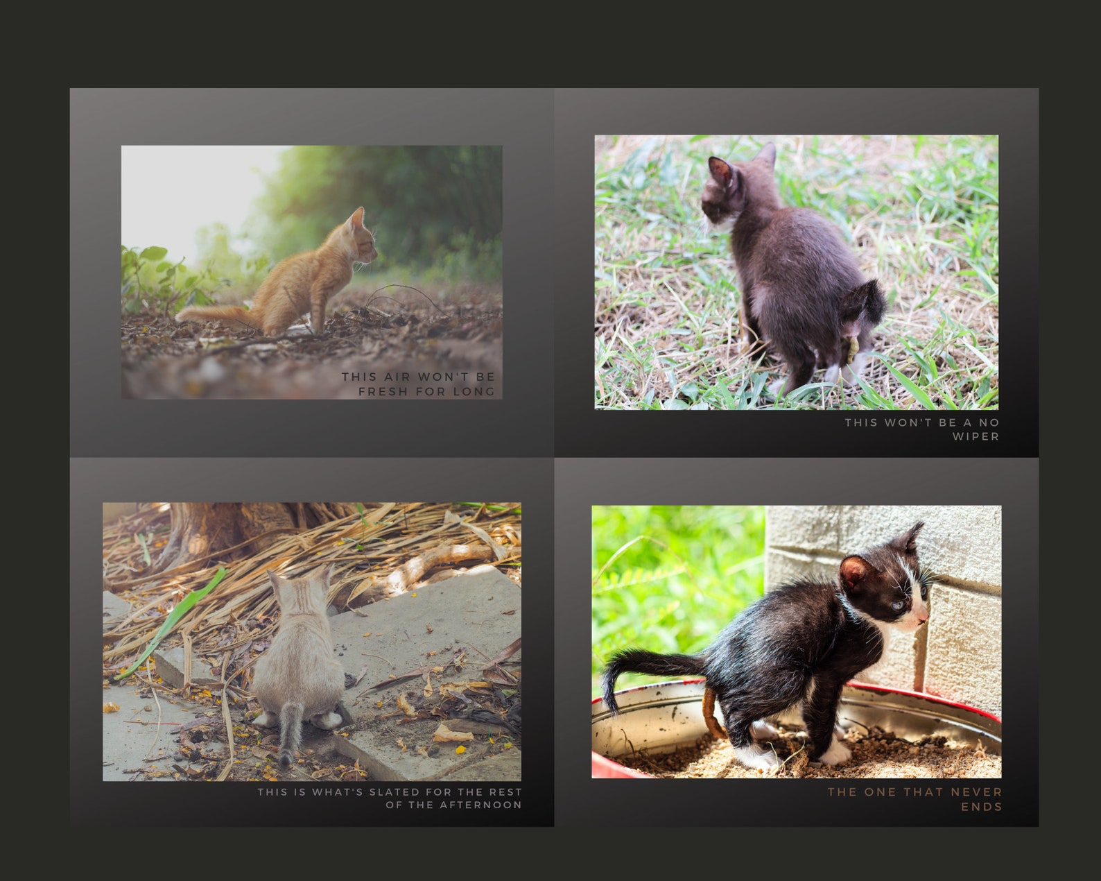 Pooping Cat Calendar 2021: Shitten Kitten Wall Calendar cat | Etsy Pooping Cat Calendar 2021: Shitten Kitten Wall Calendar cat | Etsy