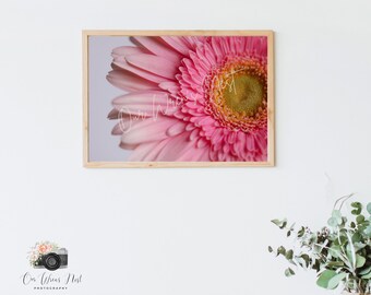 Pink Daisy Macro - Photography Print | Wall Decor | Photography Art Print