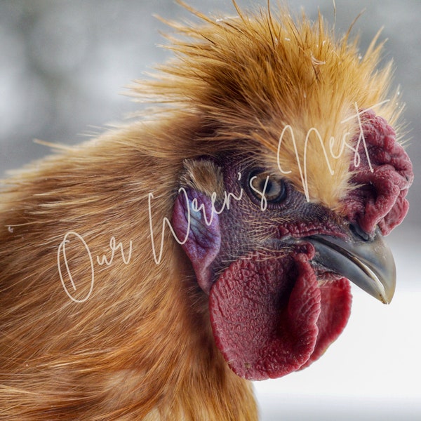 Printable Digital Print Download - Silkie Rooster - Farm/Homestead Photography - Wall Art