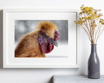 Printable Digital Print Download - Silkie Rooster - Farm/Homestead Photography - Wall Art