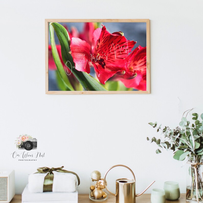 Lovely Red Lily Photography Print Wall Decor Photography Art Print Etsy