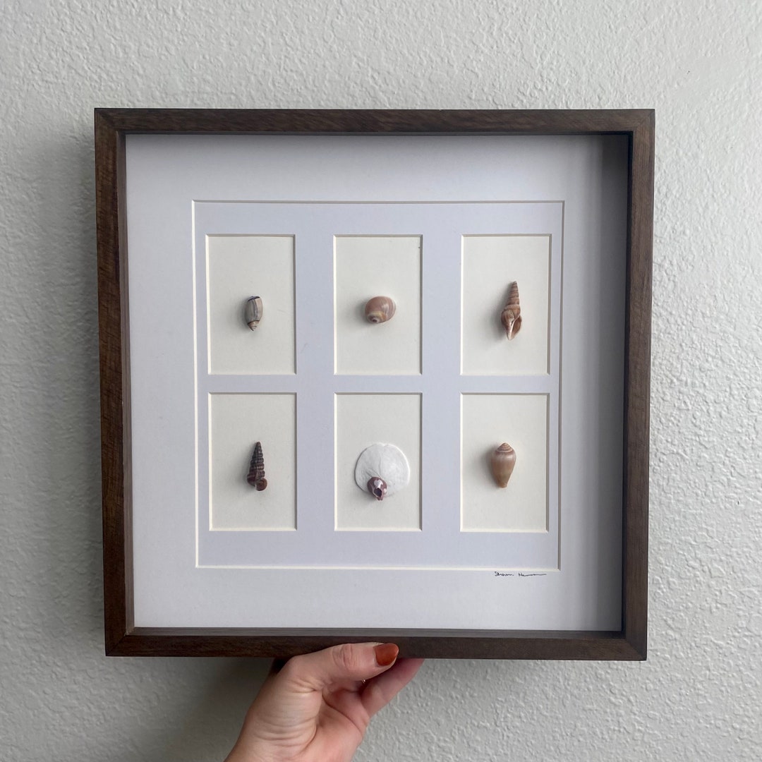 Assorted Shell Cut Outs Genuine Framed Seashell Art Etsy