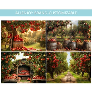 May include: Four images of an apple orchard with red apples hanging from the branches. The first image shows a wooden ladder leaning against a tree with a barrel full of apples. The second image shows a row of barrels full of apples. The third image shows a wooden stand with apples on it. The fourth image shows a path through the orchard.
